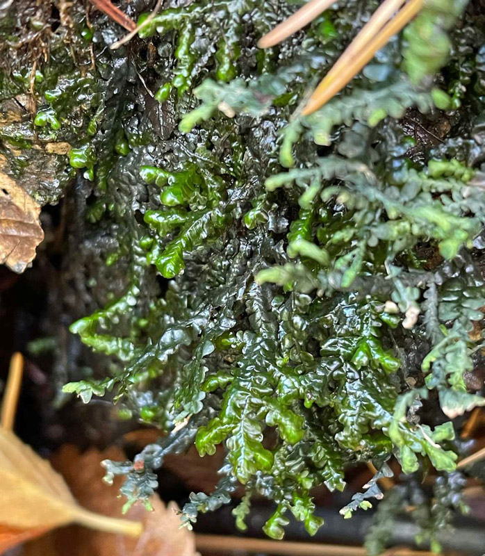 Porella pinnata